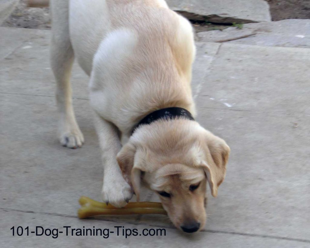 curing dog pica behavior curing dog pica behavior