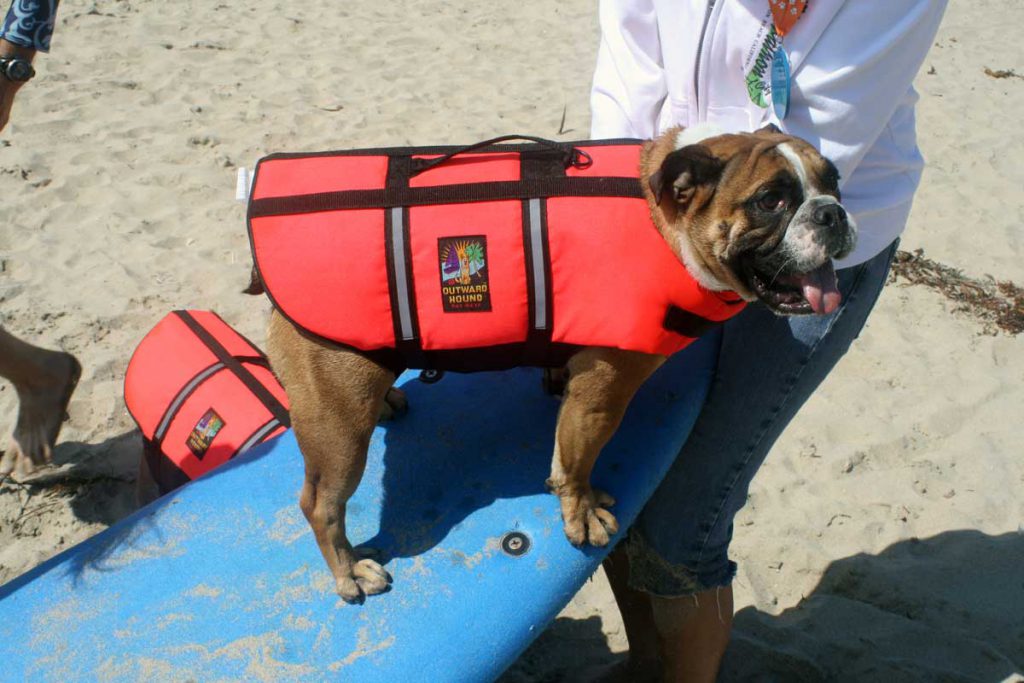 Bulldog on a Surf Board - HB