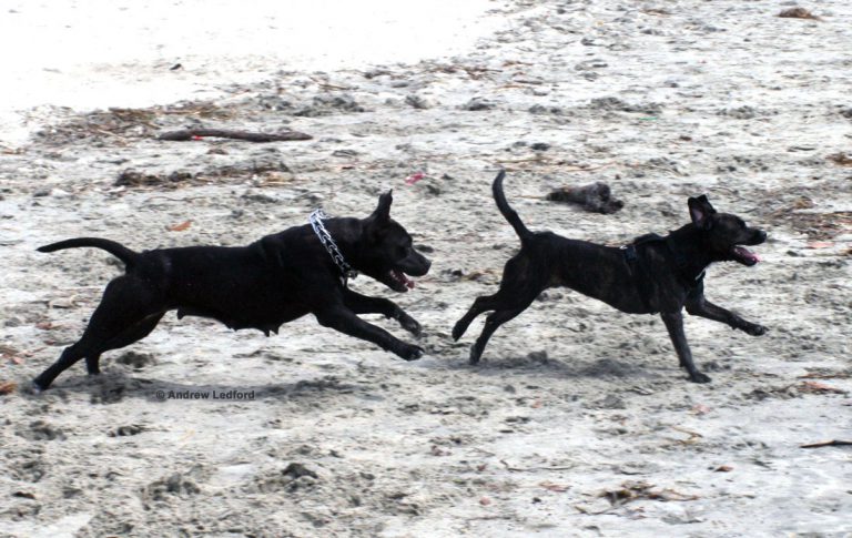 Pitbull dog training at the Beach