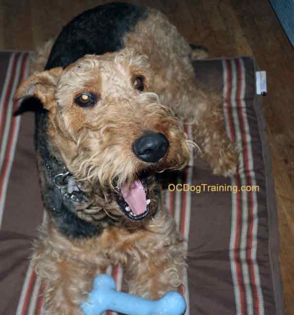 Sound Awareness With Airedale Terrier.