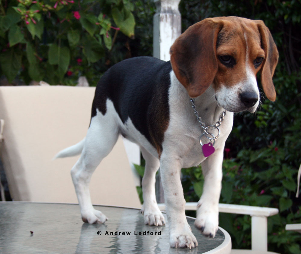 Beagle Training OC Dog Training