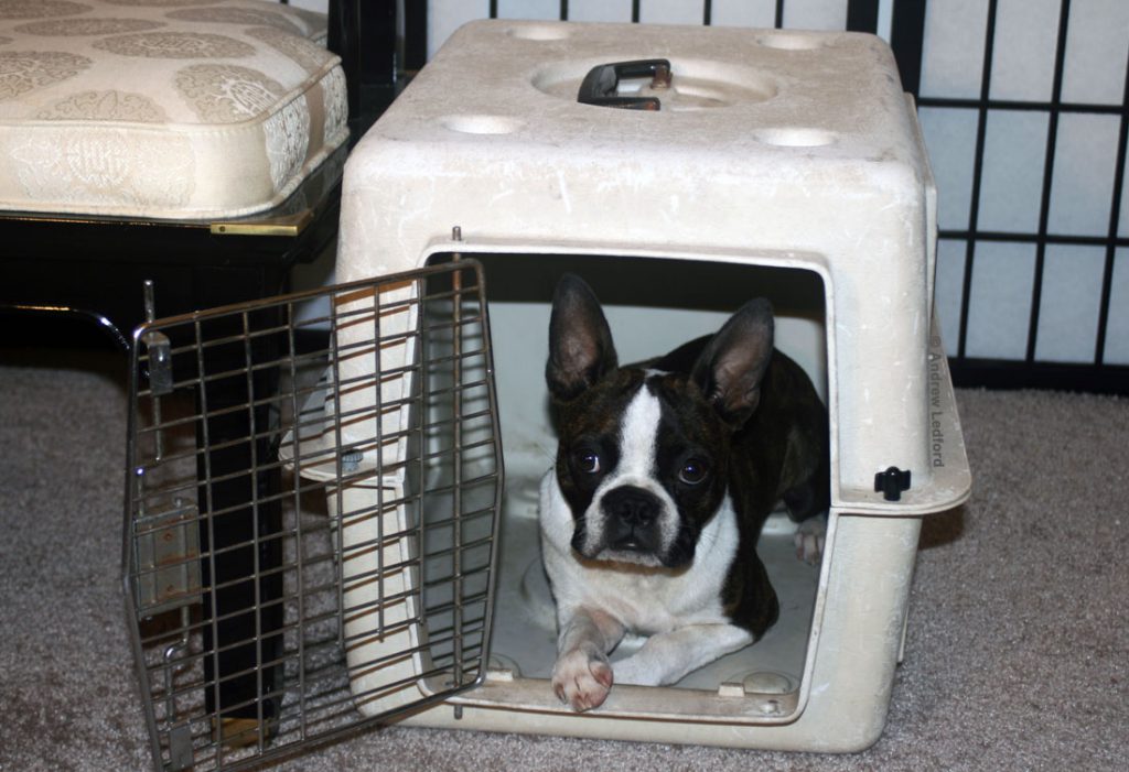 Dog Training Crates for Housebreaking, Potty Training, and