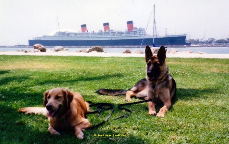 Long Beach Dog Training - OC Dog Training