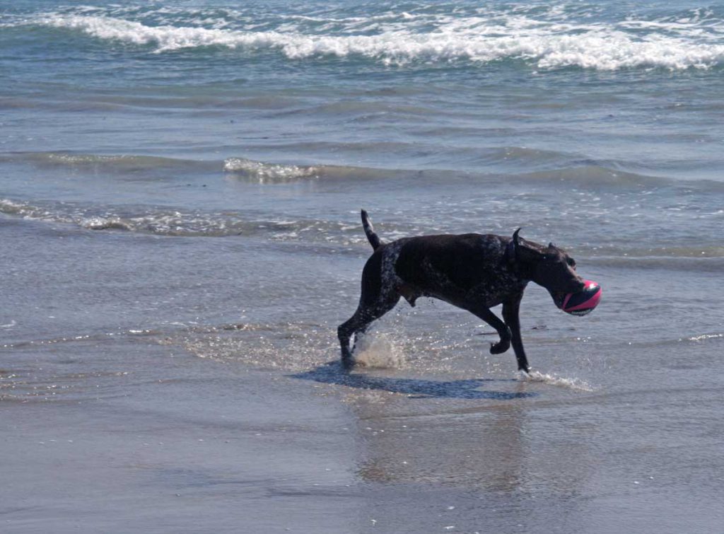 Labrador and Pointer at Dog Beach - OC Dog Training