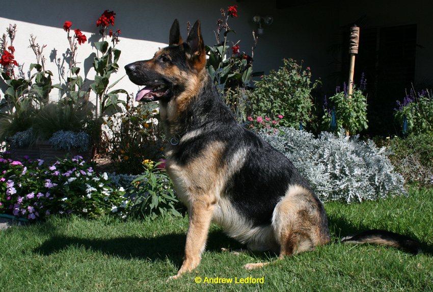 Dog Training Commands Increase Reliability GSD