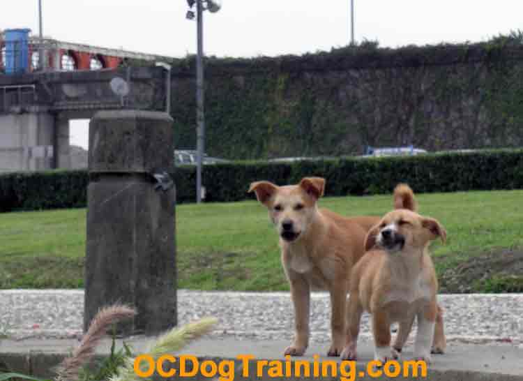 Feral Puppies also referred to as street Dogs in Taiwan