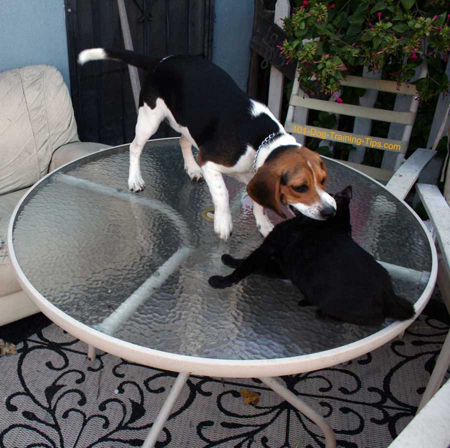 Older Beagle Puppy Play Biting Black Cats Neck this photo is from the old 101 Dog Training Website