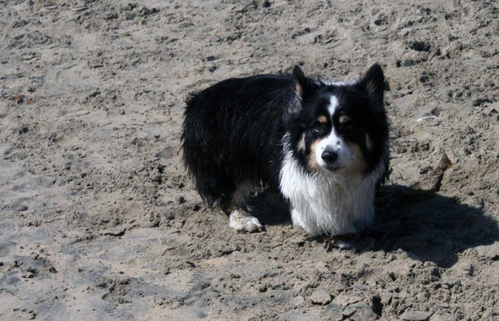 n Home Dog Training can also include field trips into the community such as this Corgi on the beach