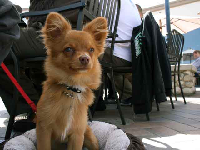 Orange County Dog Training at Cafe in Irvine