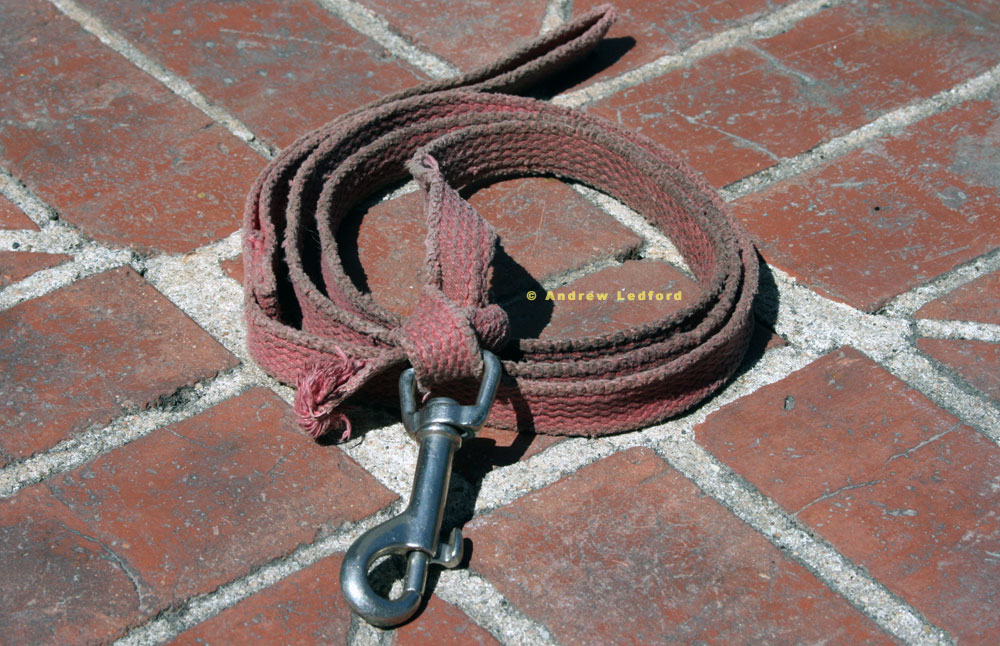 Cotton dog training leash that’s been well chewed.
