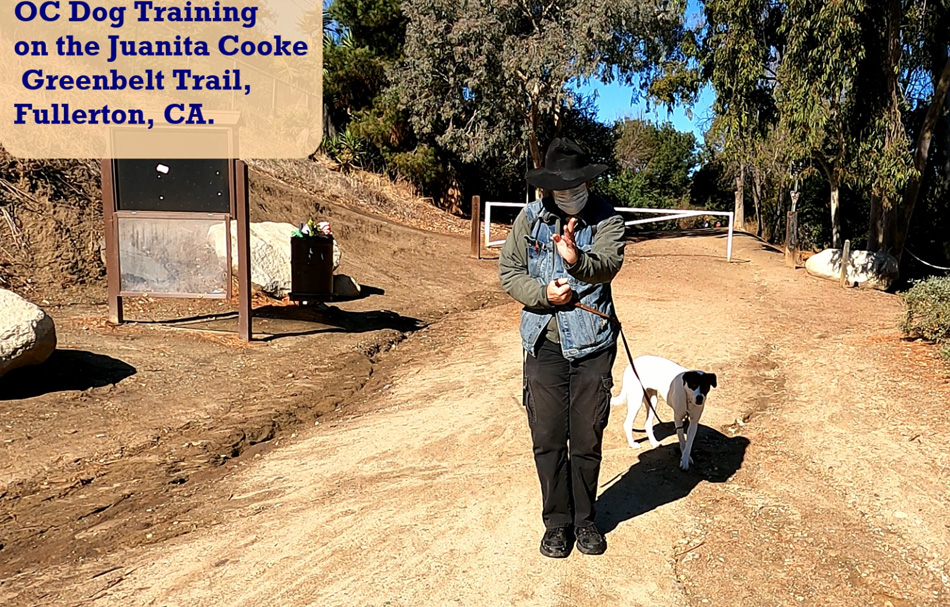 Andrew Training Dog in Fullerton CA