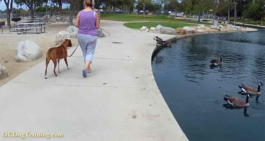 Dog Training in Irvine with Geese