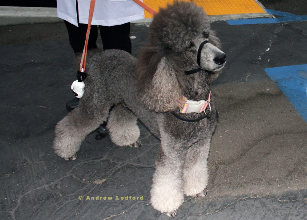Head Collar Dog Training With A Standard Poodle.