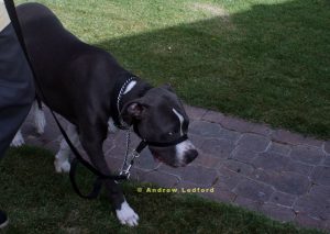 Working an aggressive dog with head collar and the slip collar.
