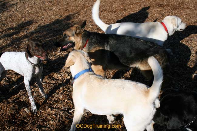Huntington Beach Dog Training