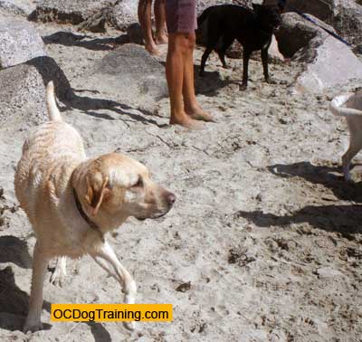 Dog Training at Dog Beach in Huntington, CA
