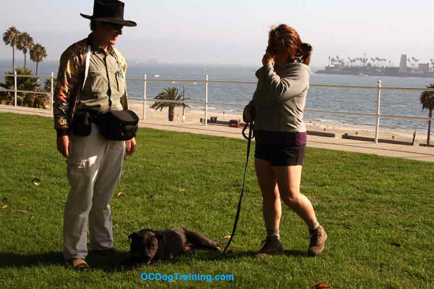 Long Beach Dog Training at Bluff Park