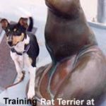 Dog training in Orange County – Seal Beach, CA