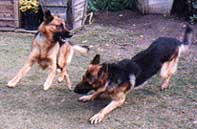 German Shepherd Dogs playing. During play we see a lot of communication.