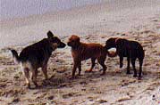 Dogs interacting at Dog beach in Long Beach CA