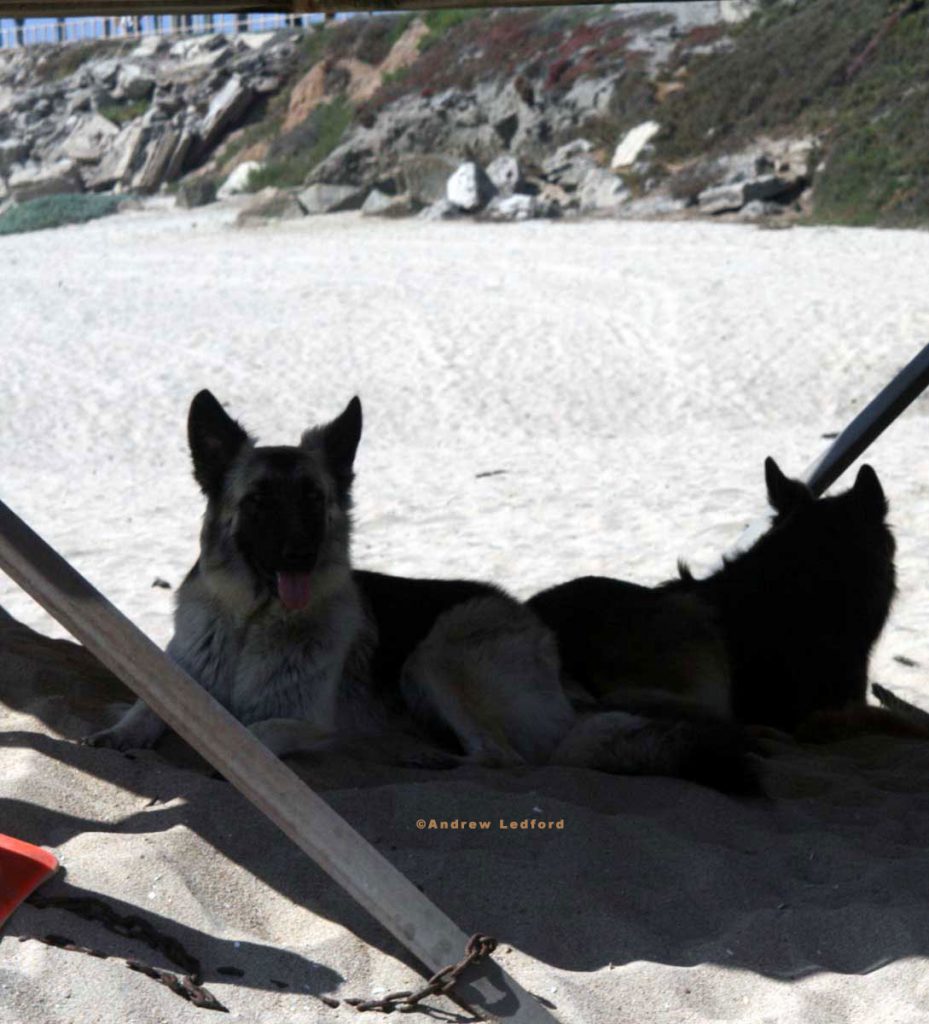 Two German Shepherd Dog at Huntington Beach, CA