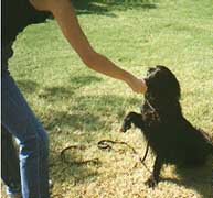 Reinforcement Training With Therapy Trained Labrador Retriever. 