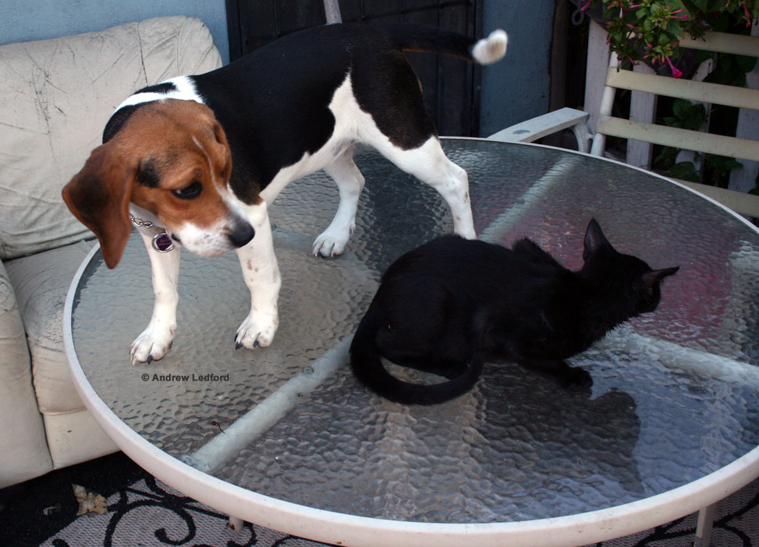 Beagle Eyeing Black Cat On Table