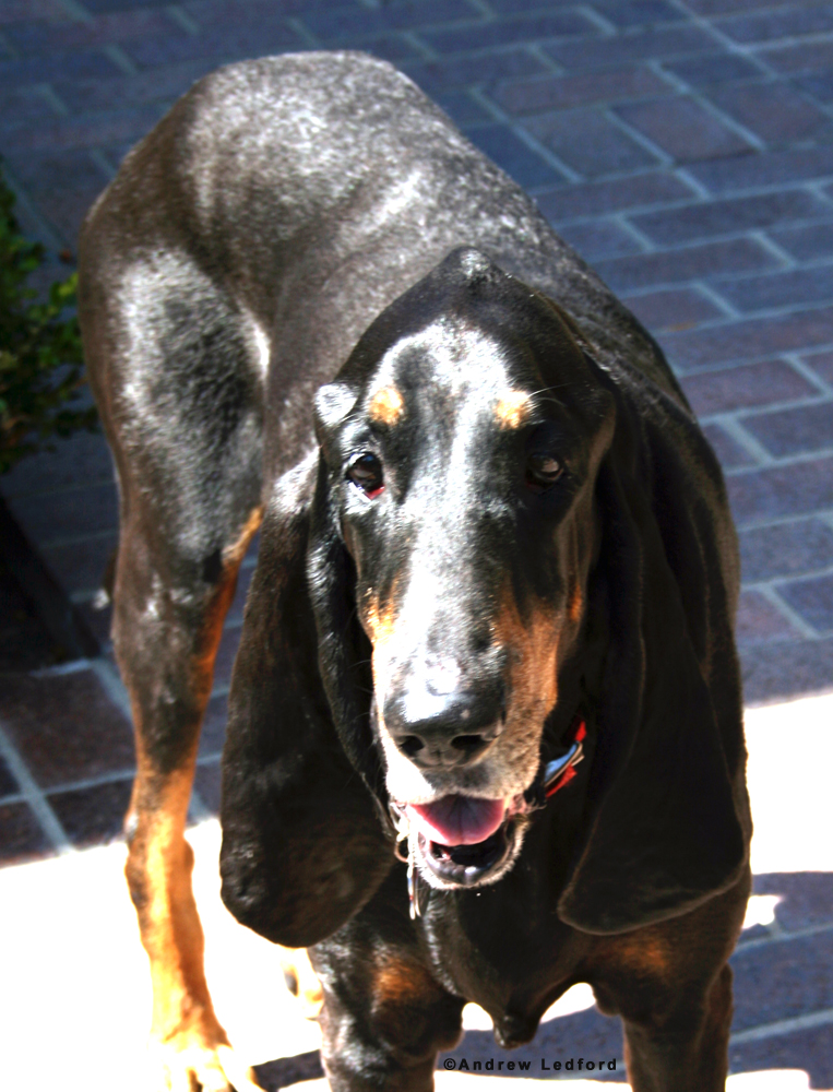 Black And Tan Coon Hound