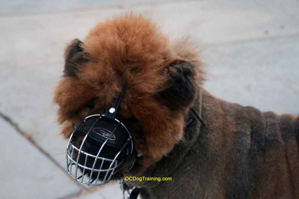 Chow Chow wearing a Muzzle