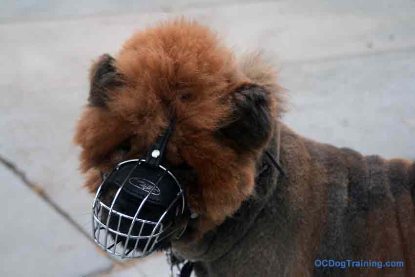 Chow Chow wearing a muzzle