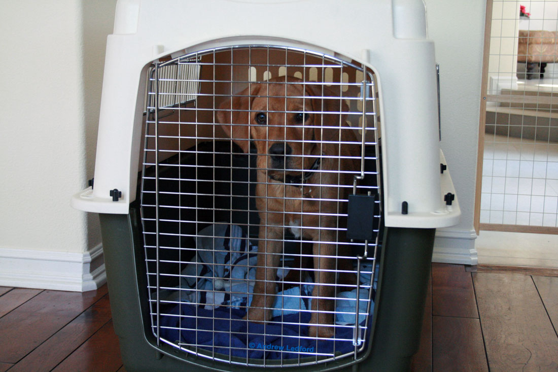 Stunning Crate Training Housebreaking With Soft Crate image