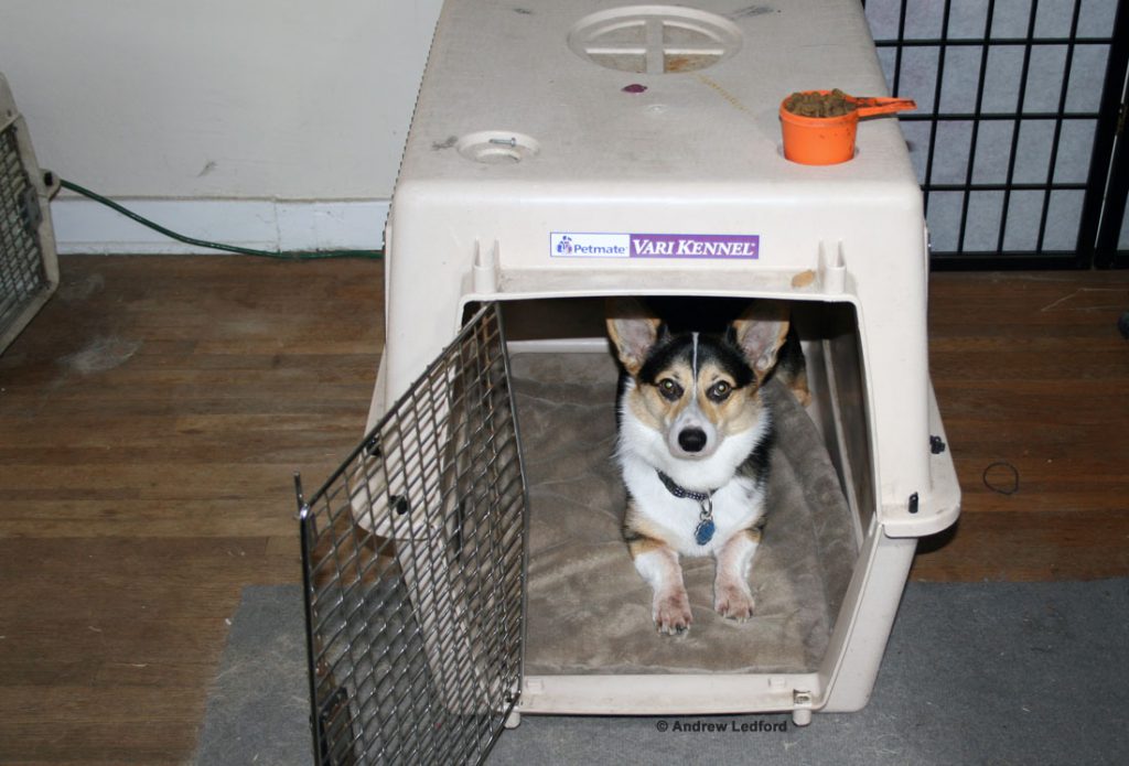 Crate Training With Open Door and Food