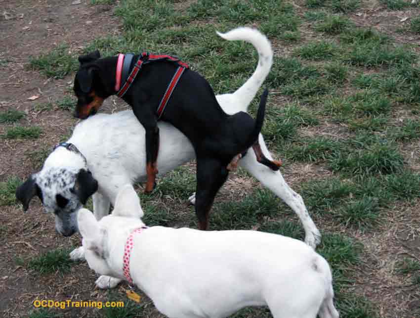 Dog Aggression and Mounting Behavior.