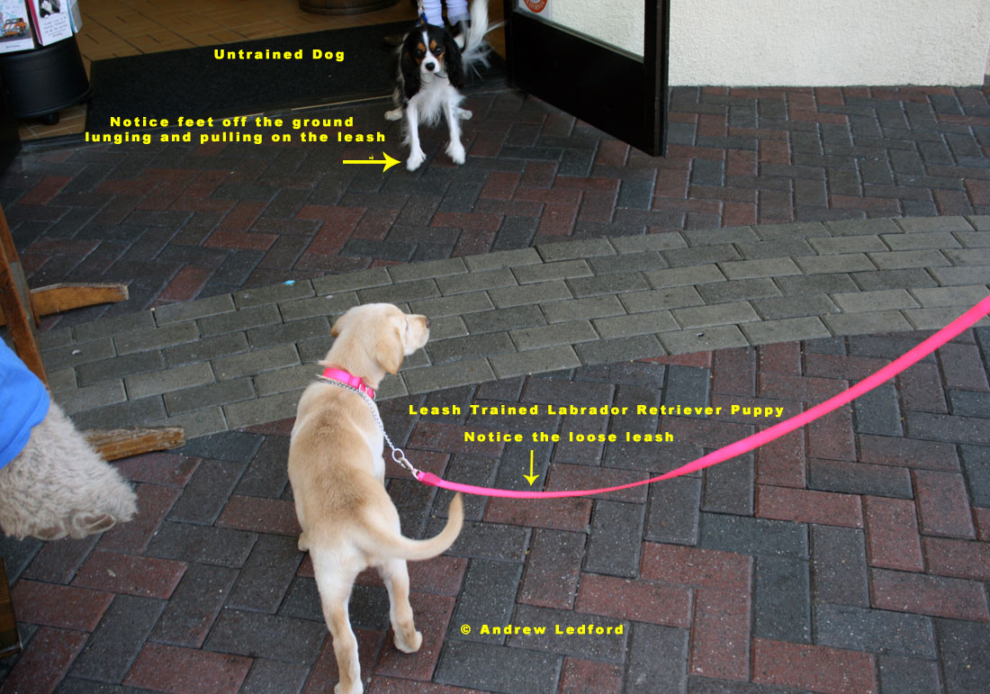 Dog Obedience Leash Training Labrador Retriever.