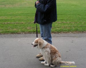 Dog Obedience Leash Training In The Park