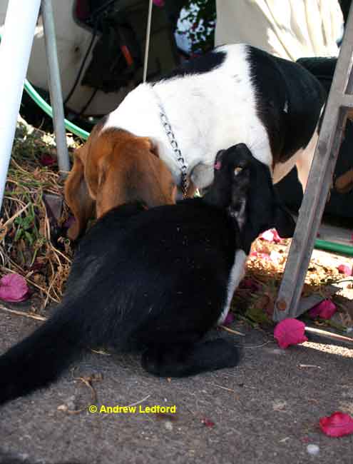 Dog Playing With Cat