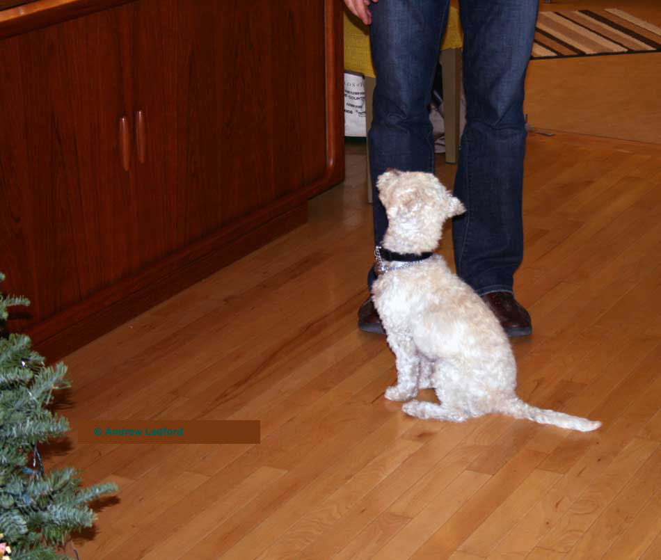 Dog Training a poodle terrier (terripoo.)