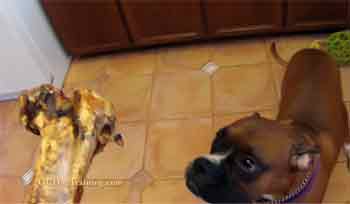 Dog Training Resource Guarding and a Boxer Dog