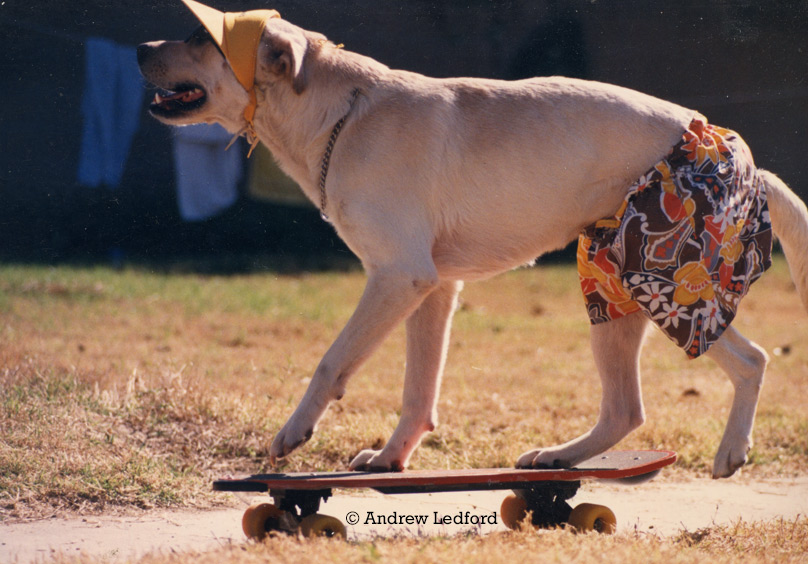 One of Andrew’s favorite performing movie dogs riding skateboard