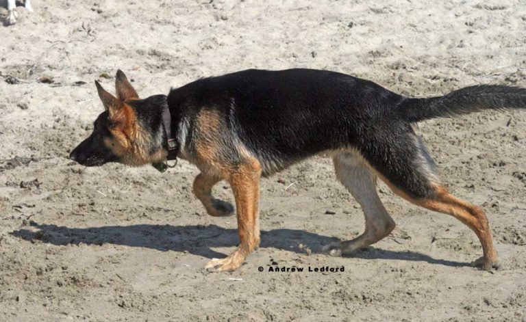 Dog Beach German Shepherd Pictures