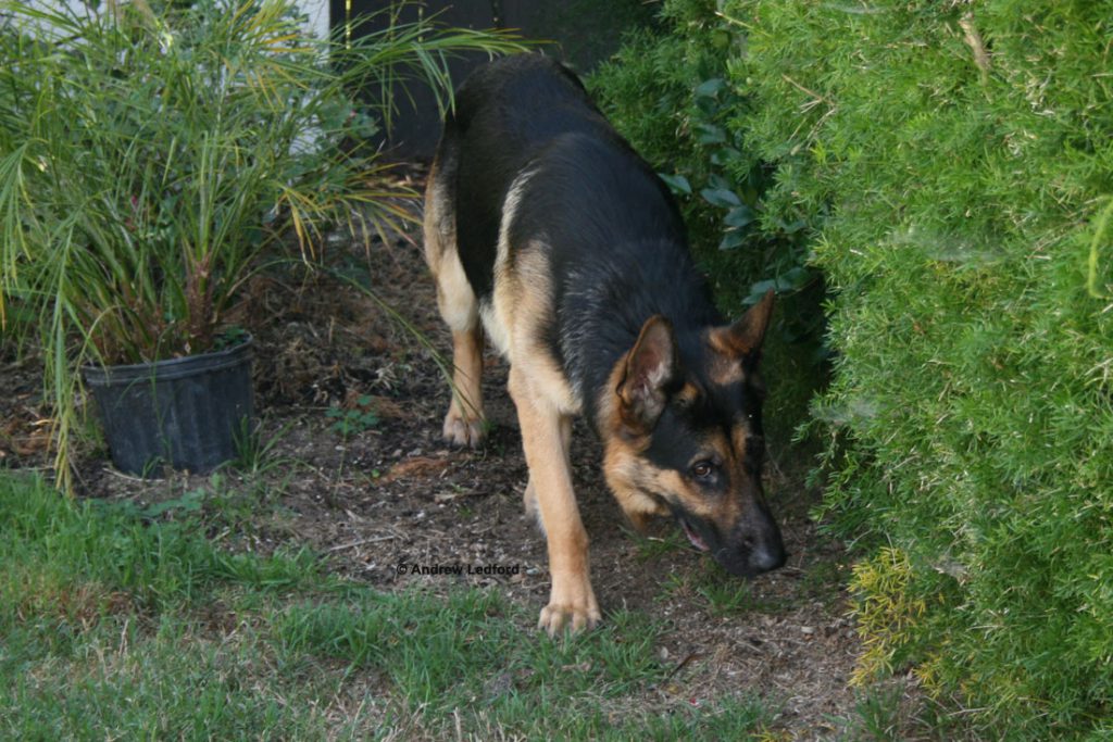 German Shepherd Dog Investigating