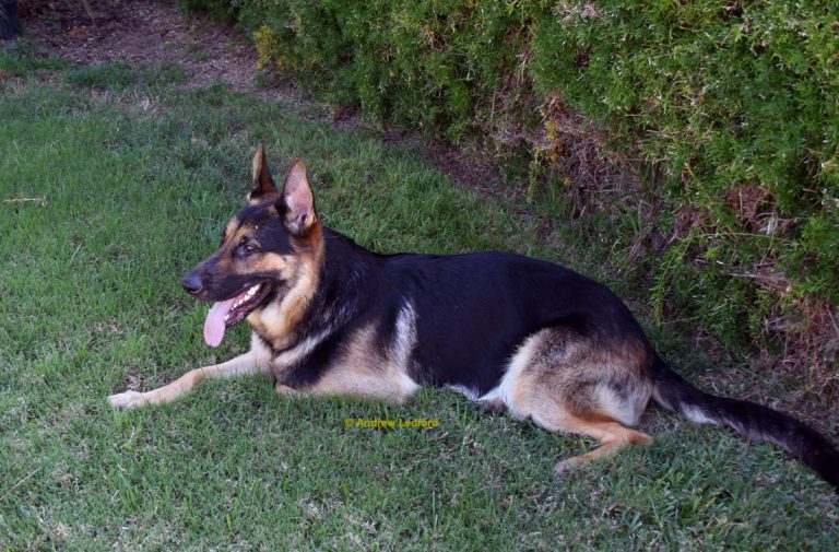 German Shepherd and In home dog training