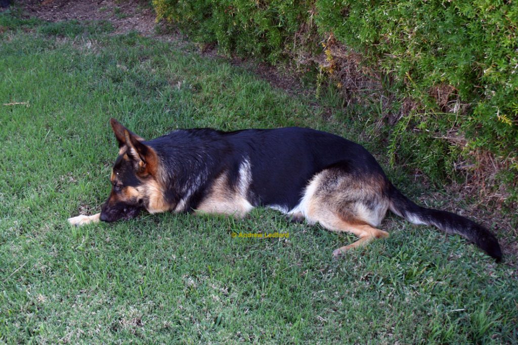 German Shepherd Resting In The Front Yard