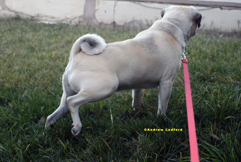 Housebreaking and Potty Training a Pug.