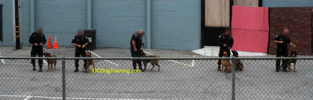 Long Beach Police Dogs