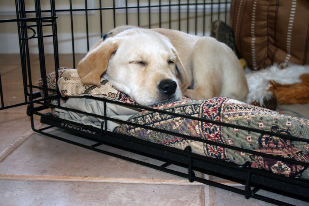 Dog training Crate With Sleeping Labrador Retriever Puppy