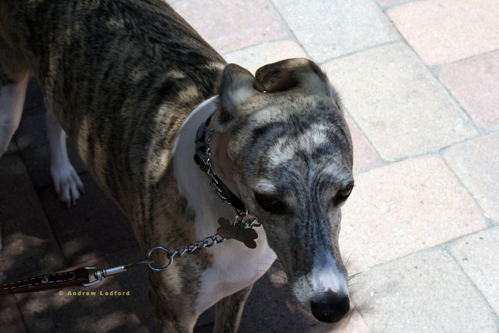 Leash And Collar Obedience Training A Sighthound