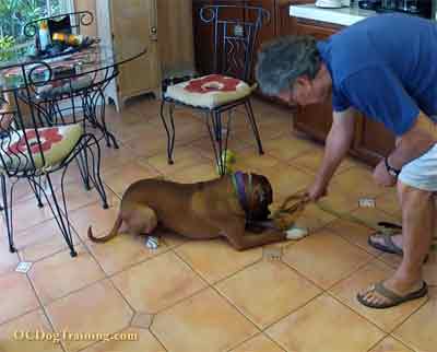 Man Training Dog With a High value Resource - Bone