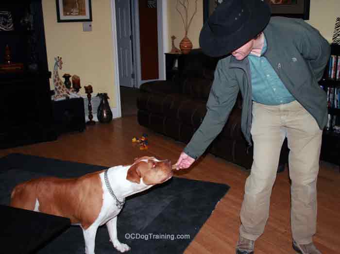 Treat Training a timid Pit Bull in the OC.