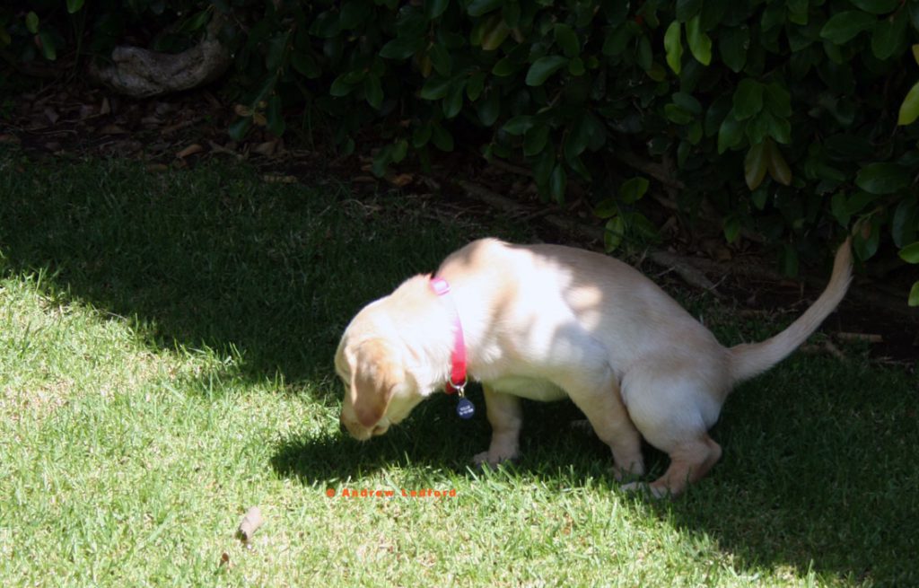 Potty Training a Labrador Retriever Puppy To Go On Command.